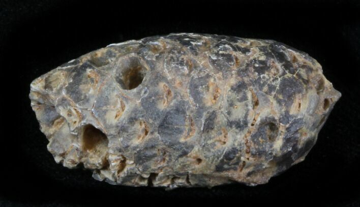 Agatized Fossil Pine (Seed) Cone From Morocco #30052